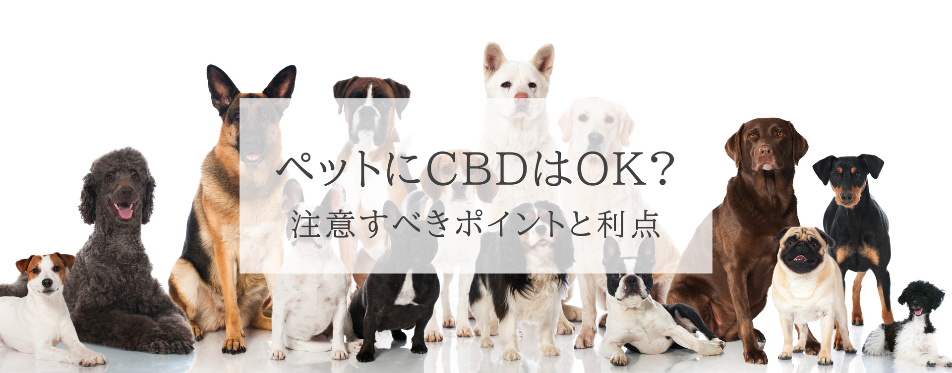 ペットにCBDを与えることは安全?注意すべきポイントと利点