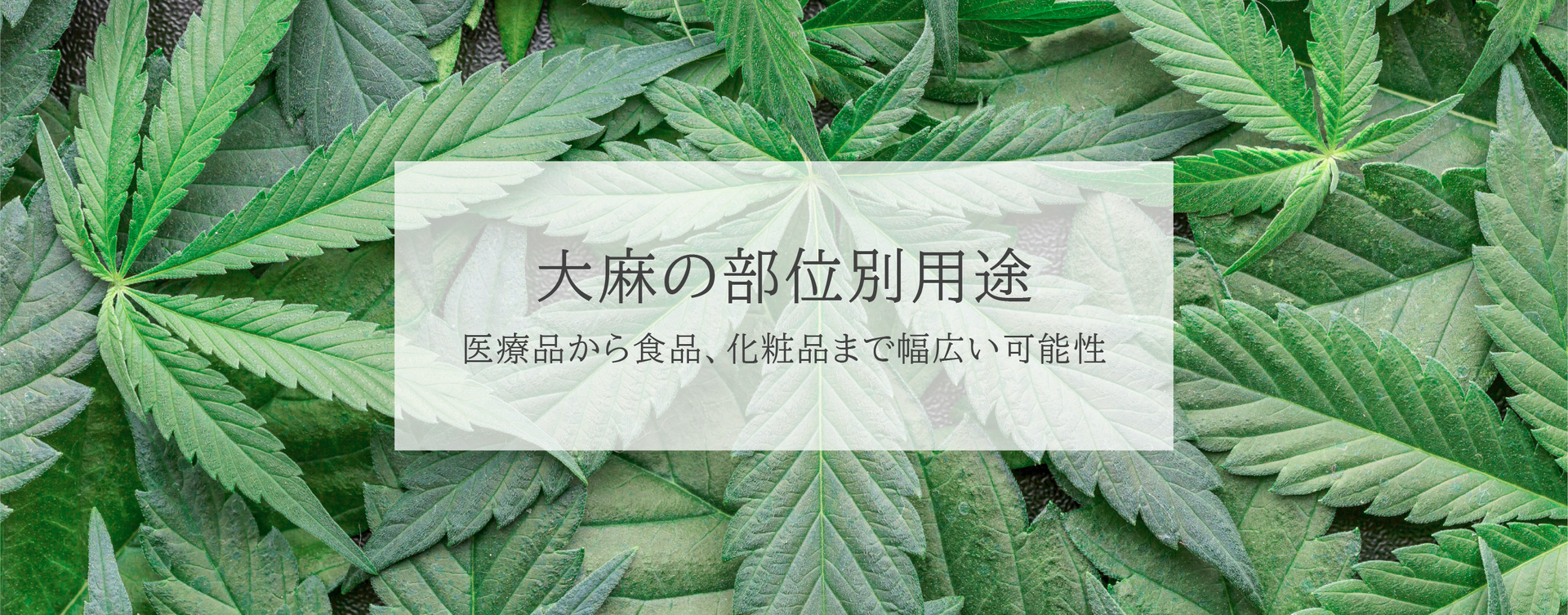 大麻の部位別用途:医療品から食品、化粧品まで幅広い可能性
