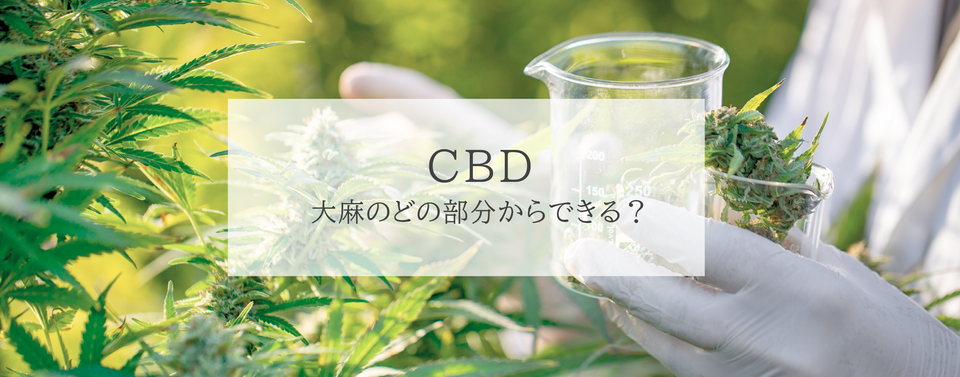 CBDは大麻のどの部分からできる?