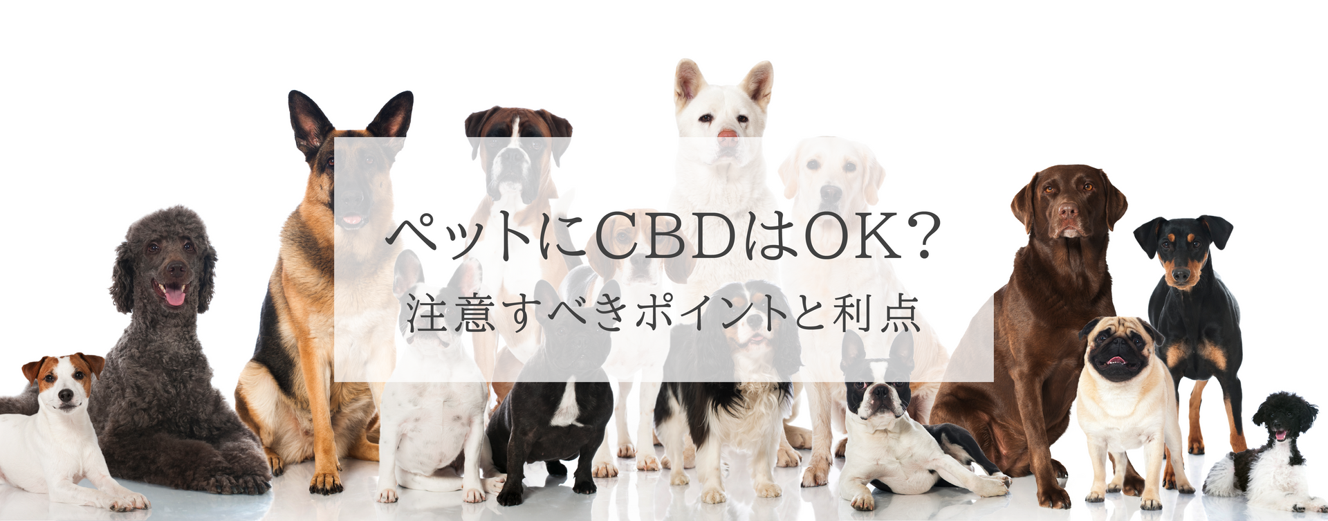 ペットにCBDを与えることは安全？注意すべきポイントと利点