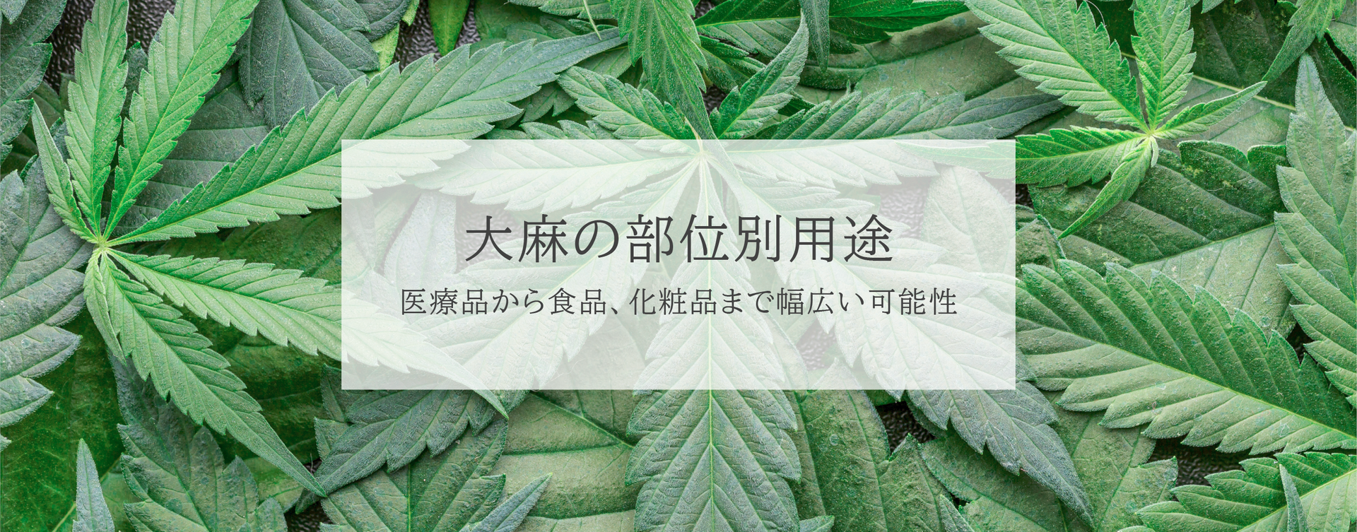 大麻の部位別用途：医療品から食品、化粧品まで幅広い可能性