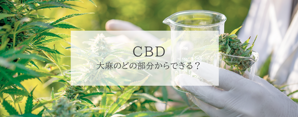 CBDは大麻のどの部分からできる？