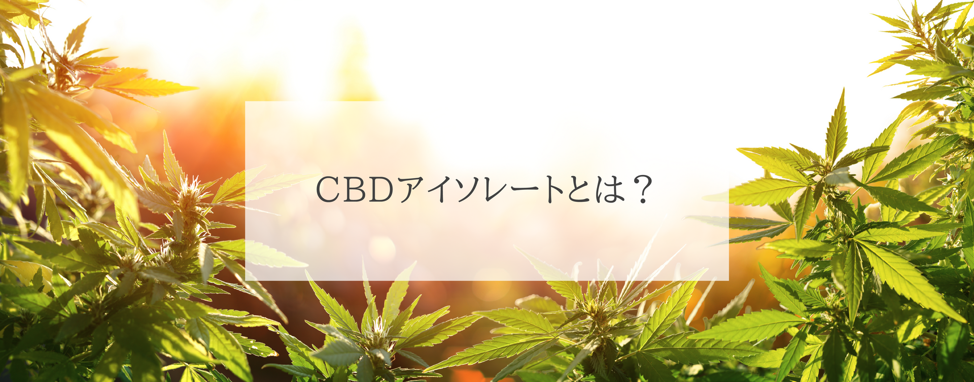 CBDアイソレートとは？